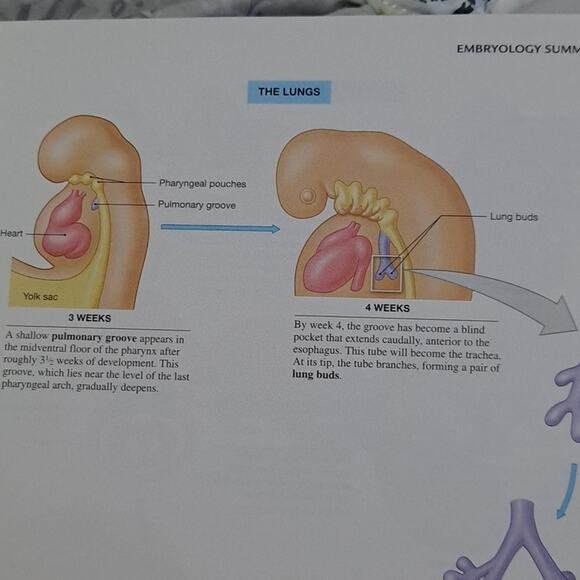 Martini's Atlas of the Human Anatomy Book for Medical Nursing Student 153 pages - Picture 8 of 8